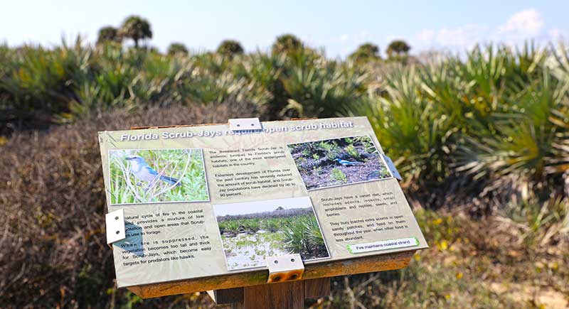 Scrub Jay Information