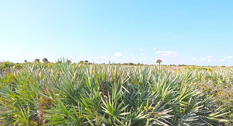 Palm Fronds