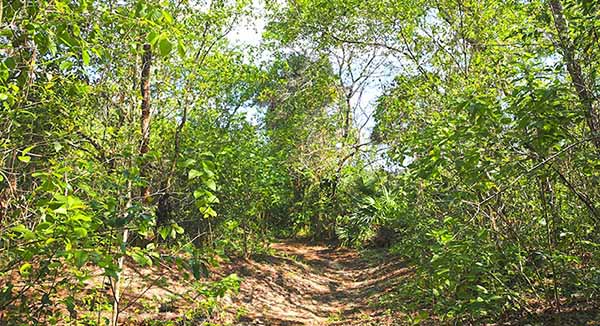 Path through woods