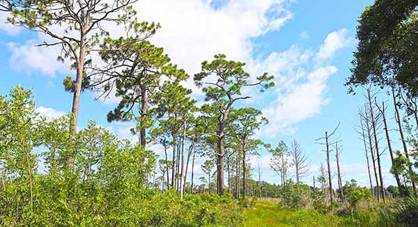 Tall trees among brush