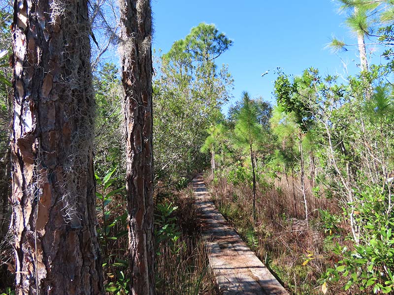 Trail through wooded area