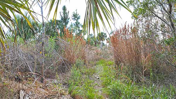 Path through brush