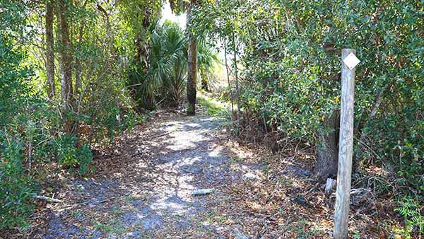 Trail through brush