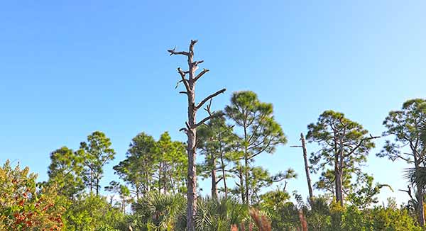 Trees rising above shrubs