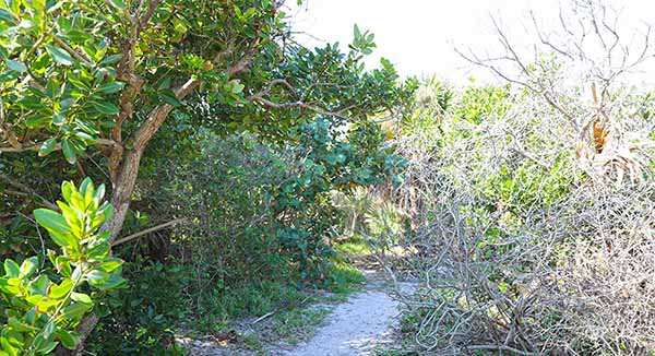 Creek flowing through brush