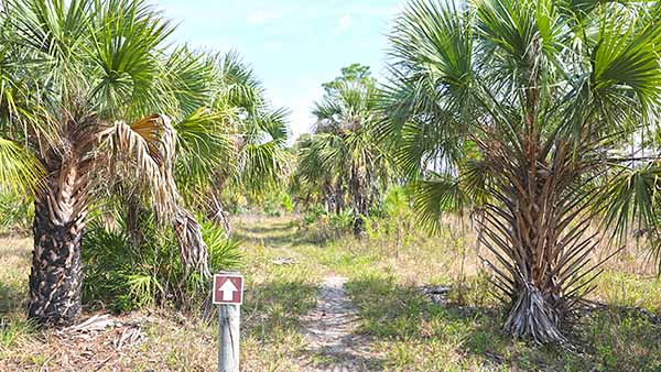Path through Palm Trees