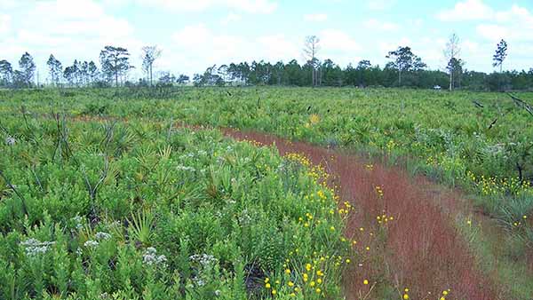 Stream going through lush flora