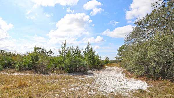 Trail through brush