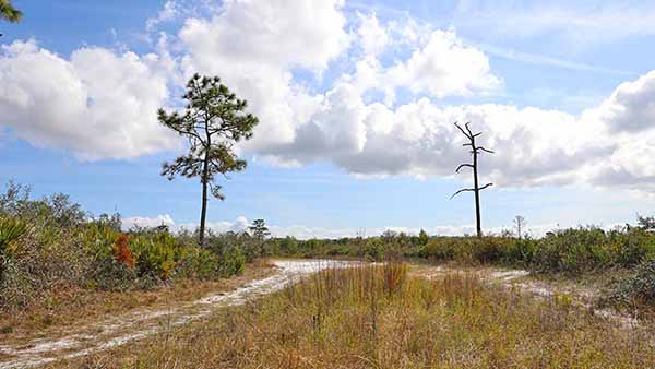 Two Trails in scrub area