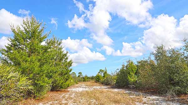 Wide Trail through brush