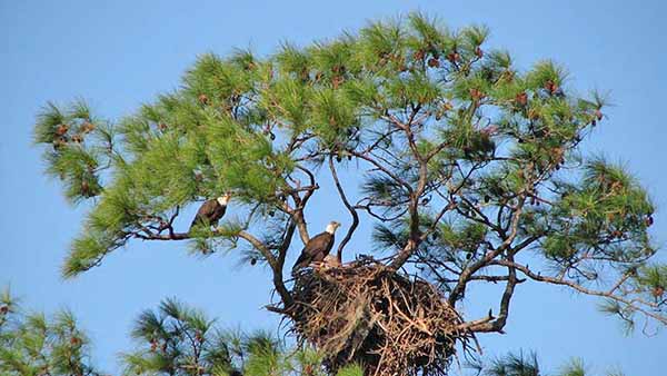 Bald Eagles Nest at Pine Island Conservation Area