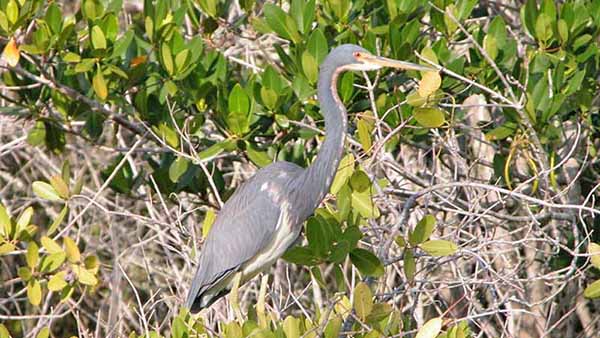 Tri Color Heron at Pine Island Conservation Area
