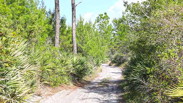 Path through brush