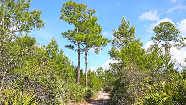 Trail through scrubs