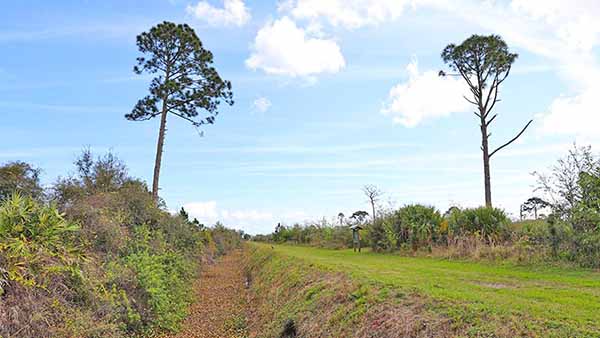 Path going between 2 tall trees