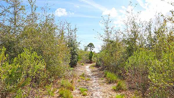 Trail through thick brush