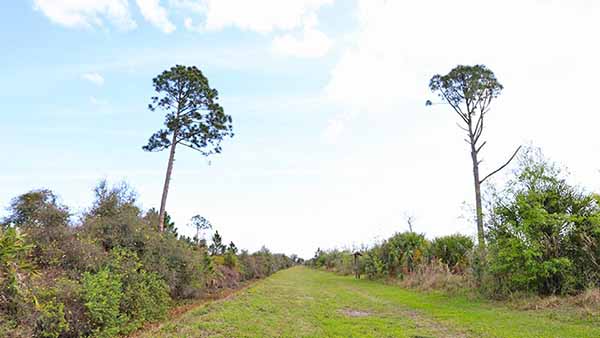 Two tall trees flanking a wide trail