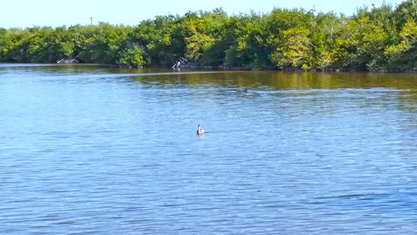 Pelican Swimming