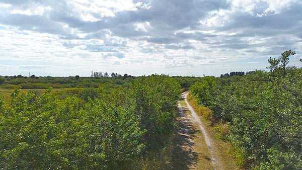 Trail through brush