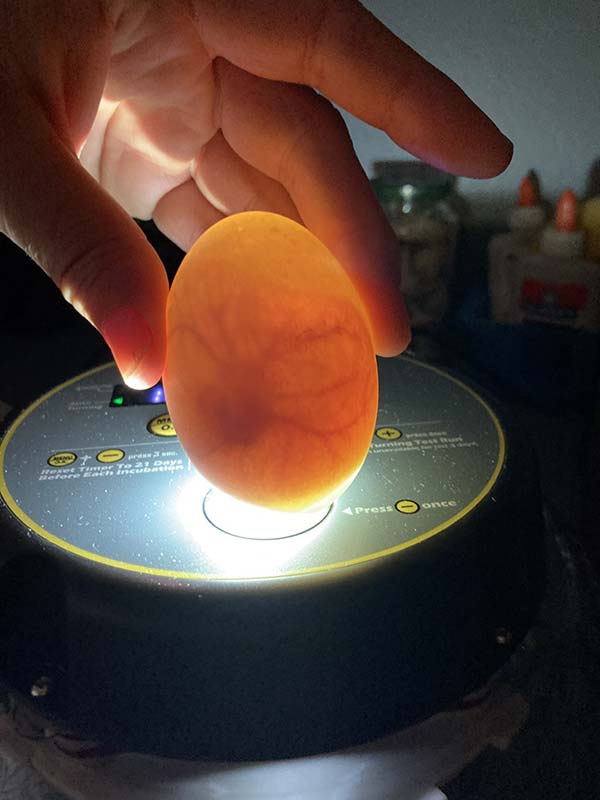 Growing duck egg on a light that shows the interior.