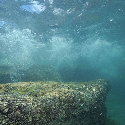 Underwater reef.