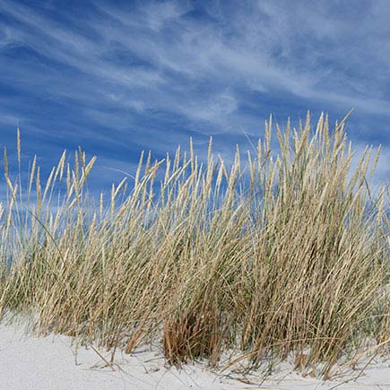 SQ Dune Vegetation Sand dune vegetation.
