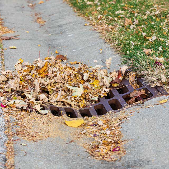 Street drain clogged with yard waste.