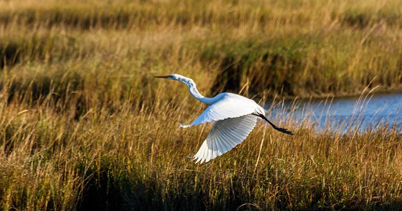 An egret flying over a marsh.