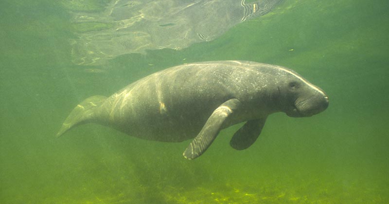 A manatee swimming underwater.