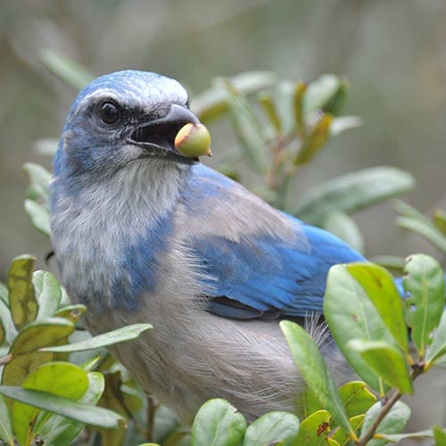 Scrub Jay holding acorn in beak.