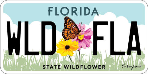 Florida Specialty License Plate -  State Wildflower