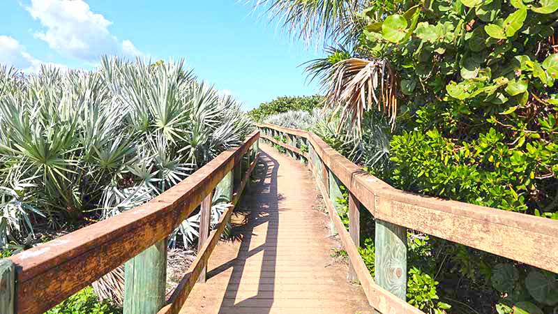 Boardwalk with palm frans