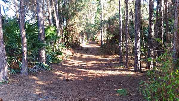 Walk Path through wooded area