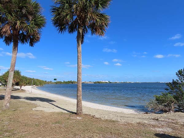 Palm trees by river