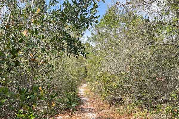 Trees along the trail