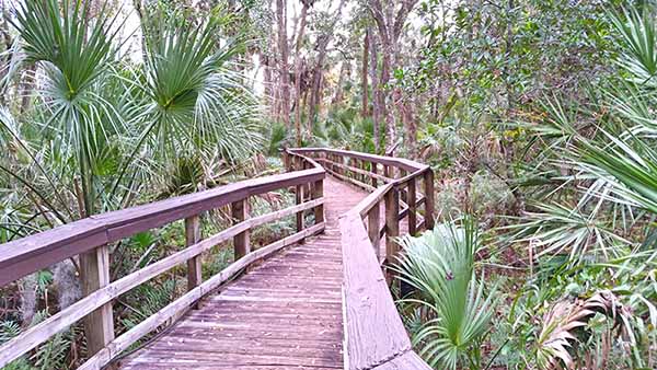 Walkway through brush