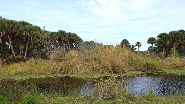 Creek in marshy area