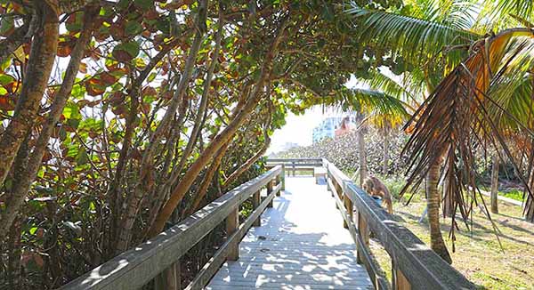 Trees shading boardwalk