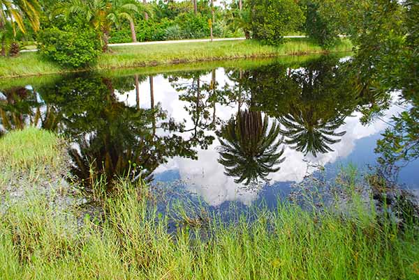 Reflection of palm trees in pond