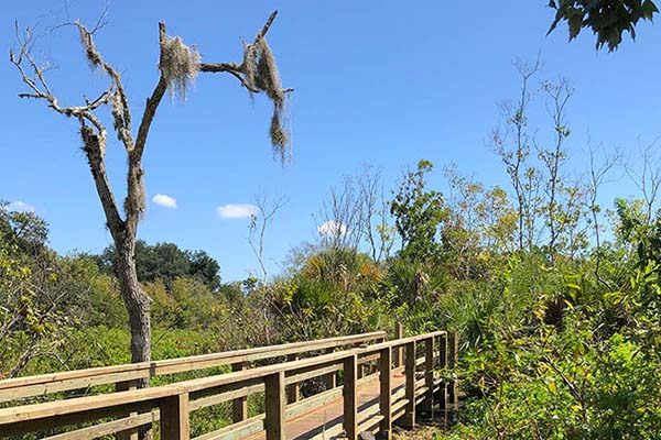 Boardwalk surrounded by brush