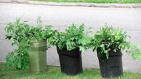 Garbage cans filled with yard waste placed by the curb.