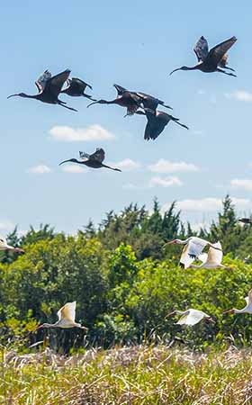 Flock of birds flying over wetlands.