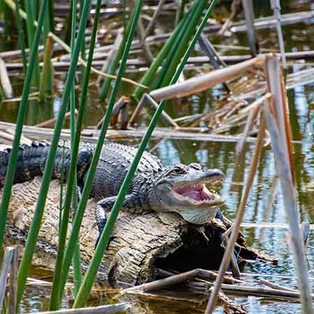 Alligator with mouth open.