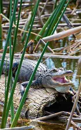 Alligator with mouth open.
