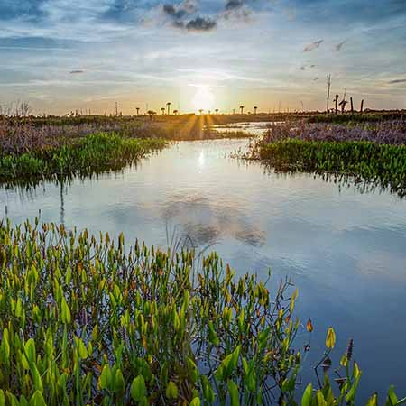 Wetlands at sunset.